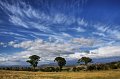 paddocks rain coming